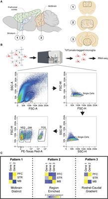 Brain region- and sex-specific transcriptional profiles of microglia